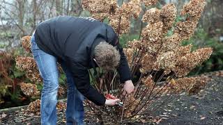 How to prune a Hydrangea paniculata [upl. by Clint]