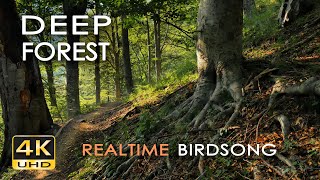 4K Deep Forest  8 Hours NO LOOP Birdsong  Robin amp Blackbird Singing  Relaxing Nature Ambiance [upl. by Tormoria]