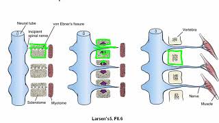 Development of the Somites and Neural Tube [upl. by Harlow]