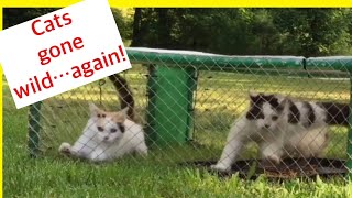 Cats going nuts in trap again Trapping feral cats trap neuter return TNR highlights [upl. by Zigrang]