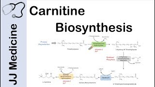 Carnitine Biosynthesis Pathway [upl. by Lahsram623]