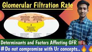 Glomerular Filtration Rate Factors Affecting GFR  Renal Physiology Hindi  Ashish Agrawal [upl. by Conti142]