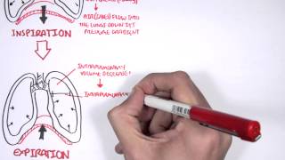 Mechanism of Breathing [upl. by Fitz]