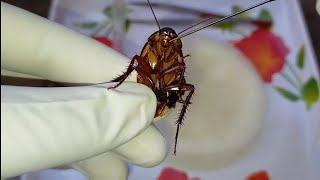 Dissection of Cockroach  Periplaneta americana  Zoology Practical [upl. by Vasily]