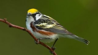 Birding Warblers [upl. by Kaliski]