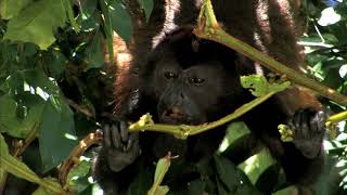 AGUAS TROPICALES  Documental Naturaleza HD 1080p  Grandes Documentales [upl. by Mackay]