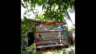 Trinidad Bullfinch  Sifu part 2 singing in form [upl. by Balmuth]