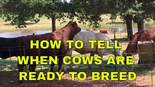 How To Tell When Cows Are Ready To Breed [upl. by Launcelot]