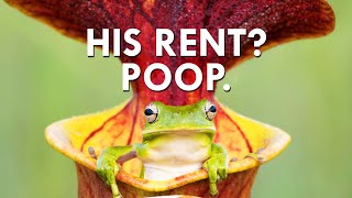 You Won’t Believe What Pitcher Plants Charge In Rent [upl. by Zetneuq]