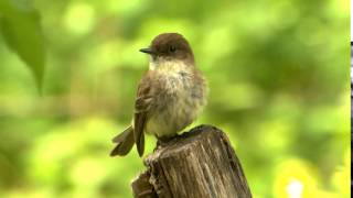 Eastern Phoebe Tail Wagging [upl. by Ehtyaf]