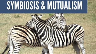 Symbiotic Relationships Mutualism Commensalism Parasitism [upl. by Nalrah754]