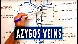 ANATOMY  Azygos Venous System [upl. by Nolubez873]