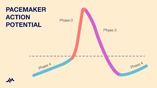 Pacemaker Action Potential [upl. by Dnumyar823]