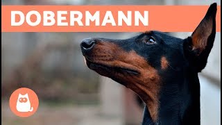 Dobermann – Carattere e addestramento [upl. by Ranjiv]