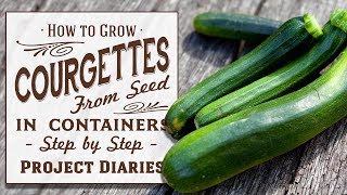 ★ How to Grow Courgettes aka Zucchini from Seed in Containers Step by Step Guide [upl. by Nrojb]