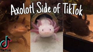 Axolotl Side of TikTok [upl. by Enitsirhc163]