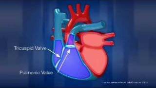 Heart Anatomy [upl. by Alyhs865]