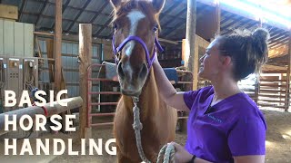 Basic Horse Handling for the Veterinary Technician [upl. by Notgnillew876]