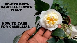 How to Grow Camellia Flower Plant Care and Tips [upl. by Eiramanit]