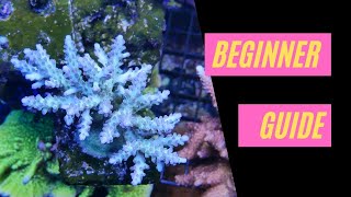 Introduction to SPS  Acropora Montipora Pocilloporidae [upl. by Fenn]