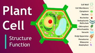 Plant cell Structure and Function  Plant Cell Model  Basic Science Series [upl. by Alyahc]