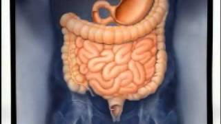 Introduction to Gastroenterology [upl. by Cohla]