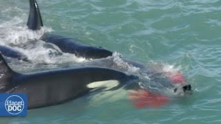 Killer Whales Attack Elephant Seal Patagonia [upl. by Anol374]