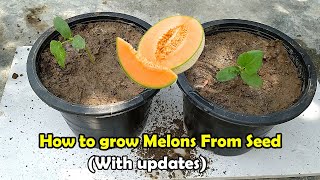 How to grow Melons From Seeds  Grow Melons in pots [upl. by Trueman]