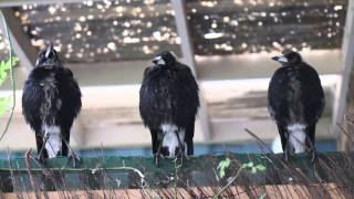 Three Australian Magpies Sing in Unison [upl. by Netsyrk]