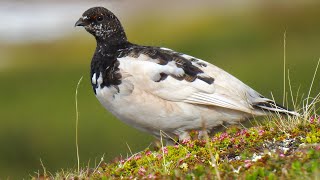 Rock Ptarmigan Call Alpenschneehuhn Ruf Lagopède alpin chant Fjällripa läte Fjellrype lyd [upl. by Rubinstein]