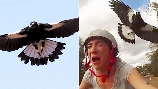 Ozzy Man Reviews MAGPIES [upl. by Eibrab]