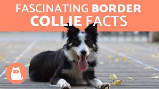 10 Fascinating Facts About the Border Collie [upl. by Rebmeced690]