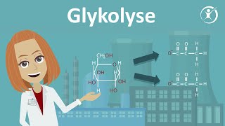 Die Glykolyse  Zellatmung Stoffabbau amp Stoffwechsel  Studyflix [upl. by Essenaj]