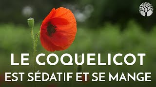 Coquelicot  toux sommeil et cuisine [upl. by Alben580]