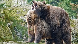 Nationalpark Bayer Wald BraunBären flirten und paaren sich Mating [upl. by Htebazil52]