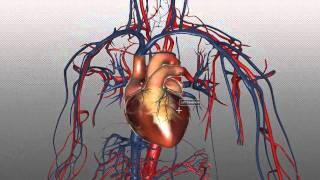 The Heart and Major Vessels  PART 1  Anatomy Tutorial [upl. by Lore]