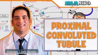 Renal  Proximal Convoluted Tubule [upl. by Buskus]