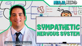 Neurology  Sympathetic Nervous System [upl. by Nelleus57]