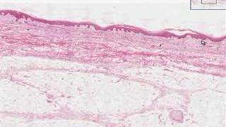 Shotgun Histology Introduction [upl. by Ibson347]