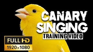 4K CANARY SINGING The Most Beautiful Canary video on youtube [upl. by Nnad788]