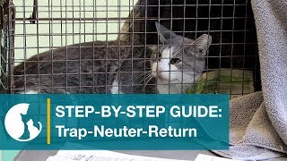 Step by Step Guide TrapNeuterReturn [upl. by Cedar755]