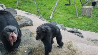 Belfast zoo 2019 chimpanzee fight [upl. by Siloam]