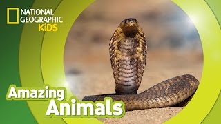 Cobra 🐍  Amazing Animals [upl. by Madian317]