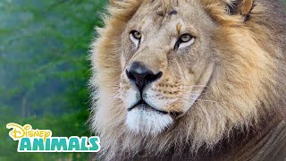 Lions 🦁 Disney Animals  Disney Junior [upl. by Norrv]