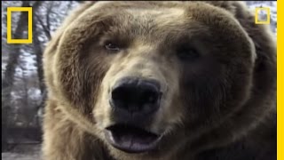 How to Survive a Grizzly Attack  National Geographic [upl. by Abbottson]