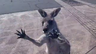 Kangaroo Gang Attacks Skydiver [upl. by Naxor]