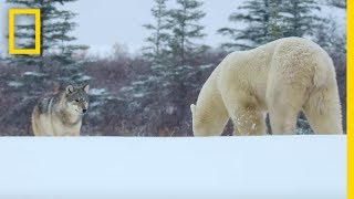 Wolf Pack Takes on a Polar Bear  Ep 1  Wildlife The Big Freeze [upl. by Collette]