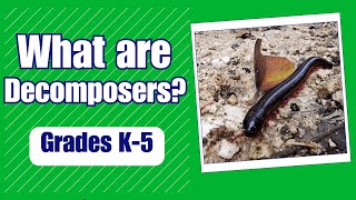 What are Decomposers Natures Essential Recyclers [upl. by Icart]