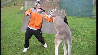 Kangaroo vs Human Kangaroo attacking [upl. by Ahsiugal249]