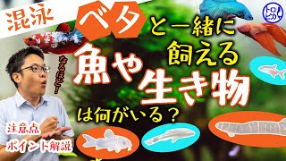 【必見】ベタと一緒に飼える魚や生き物とは！混泳の方法・注意点を解説！ [upl. by Rafaellle]